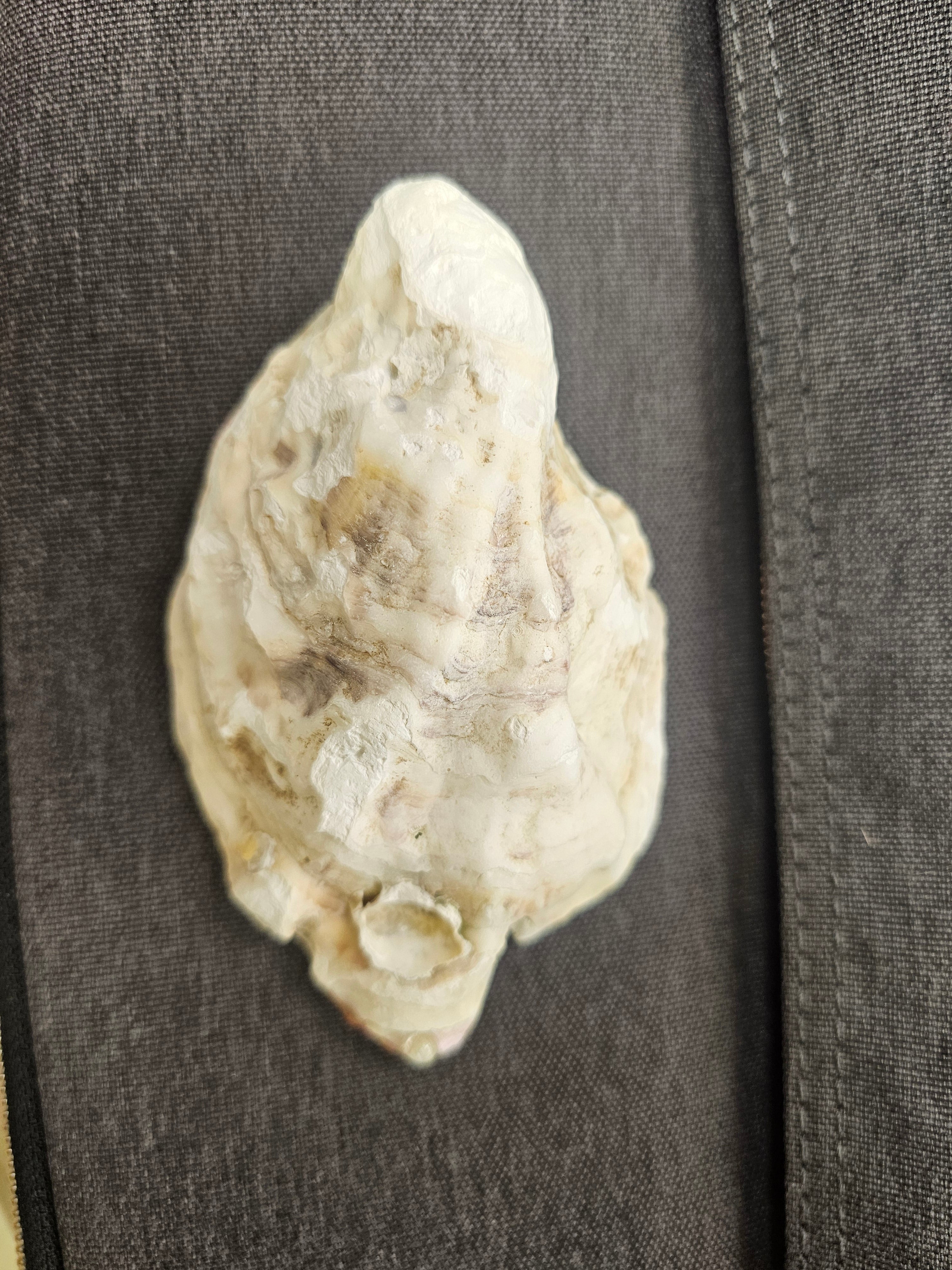 Resin Oyster Shells