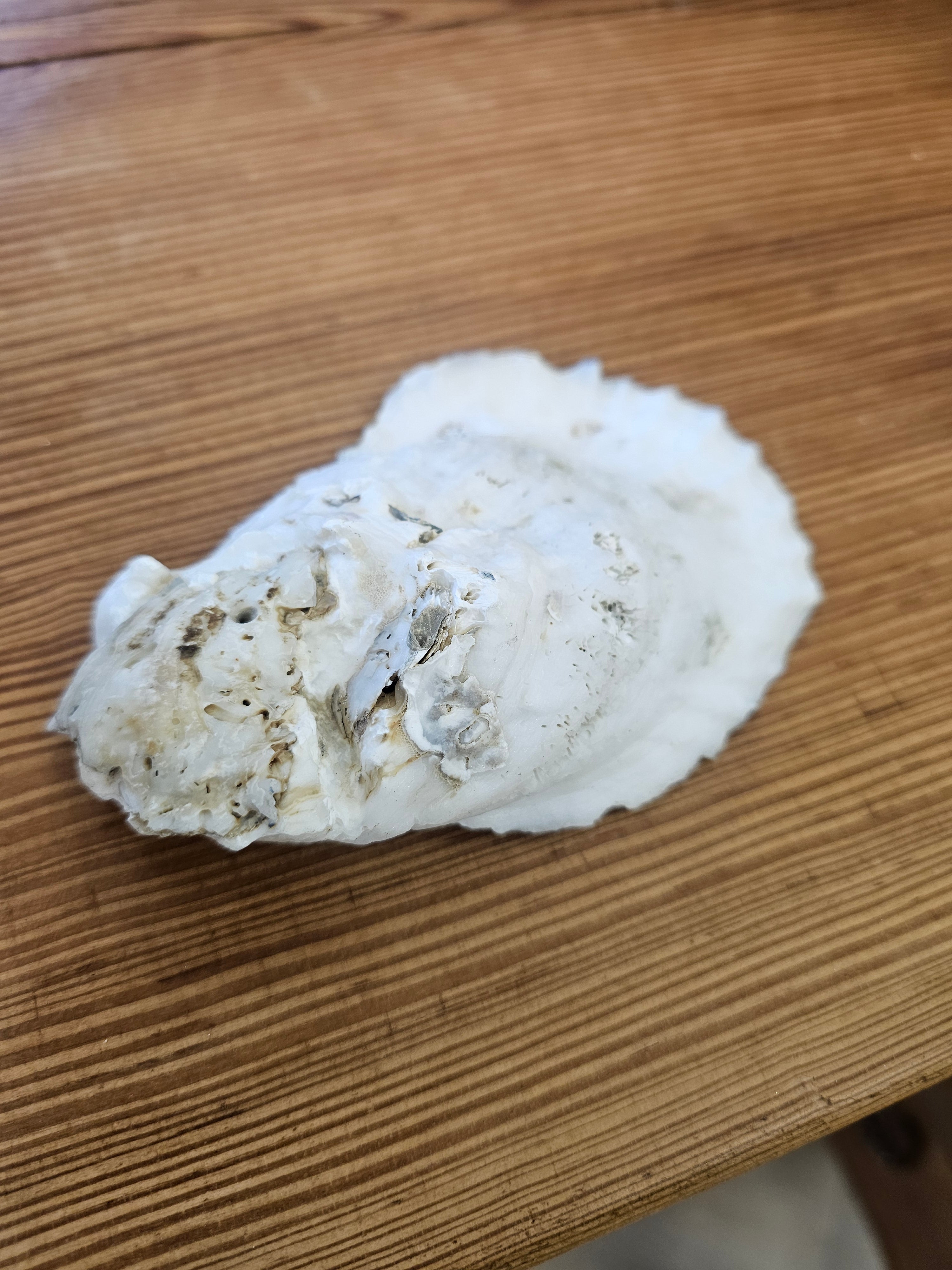 Decoupage Oyster Shells
